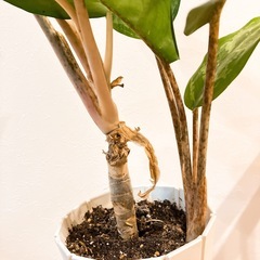 アグラオネマ　ピンクステムの画像