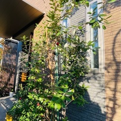 立派な成木フェイジョア【アポロ】
　の画像