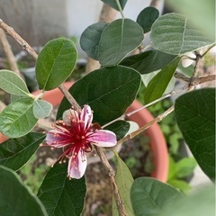 立派な成木フェイジョア【アポロ】
　の画像