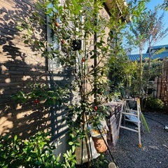 立派な成木フェイジョア【アポロ】
　の画像