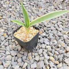 アガベ・白閃光の画像