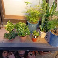 植木関係の画像