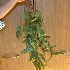 レモンユーカリの枝　乾燥済みの画像