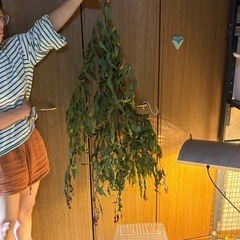 レモンユーカリの枝　乾燥済みの画像