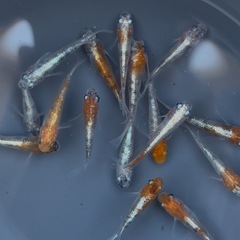 メダカ『三色ラメ体外光』♂1 ♀2の画像