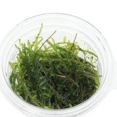 水草　
ウィローモスの画像