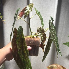 どちらか片方　ベゴニア　マクラータ　の画像