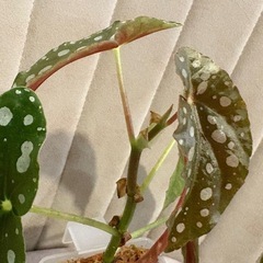 どちらか片方　ベゴニア　マクラータ　の画像