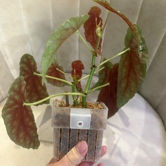 どちらか片方　ベゴニア　マクラータ　の画像