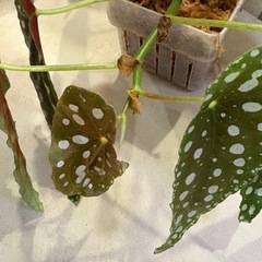 どちらか片方　ベゴニア　マクラータ　の画像