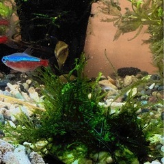 水草　
ウィローモスの画像