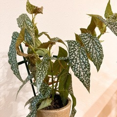 ベゴニア　ホワイトアイス　観葉植物の画像