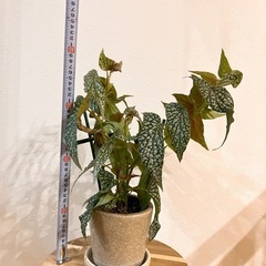 ベゴニア　ホワイトアイス　観葉植物の画像