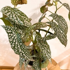 ベゴニア　ホワイトアイス　観葉植物の画像