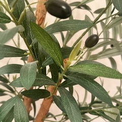 観葉植物、フェイクグリーンの画像