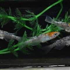 メダカ『三色ラメ体外光』♂1 ♀2の画像