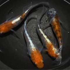 メダカ『三色ラメ体外光』♂1 ♀2の画像