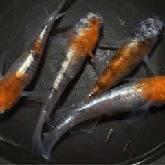 メダカ『三色ラメ体外光』♂1 ♀2の画像