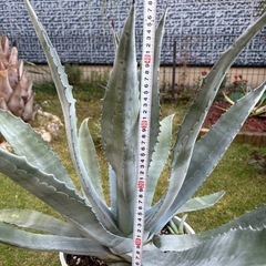 アガベ　アメリカーナ　別鉢にてアメリカーナ子株おまけ付きの画像