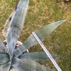 アガベ　アメリカーナ　別鉢にてアメリカーナ子株おまけ付きの画像