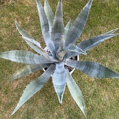 アガベ　アメリカーナ　別鉢にてアメリカーナ子株おまけ付きの画像