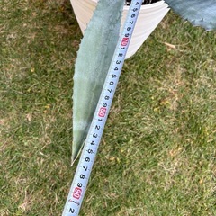 アガベ　アメリカーナ　別鉢にてアメリカーナ子株おまけ付きの画像