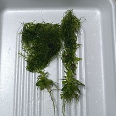 ミナミヌマエビ／アヌビアスナナ・プチ／ウイローモス／パールグラス　の画像