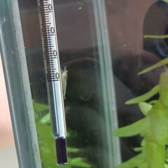 ミナミヌマエビ／アヌビアスナナ・プチ／ウイローモス／パールグラス　の画像