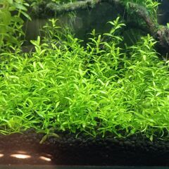 ミナミヌマエビ／アヌビアスナナ・プチ／ウイローモス／パールグラス　の画像