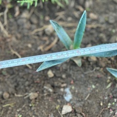 アガベ.アメリカーナの画像