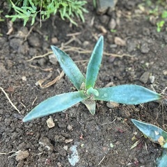 アガベ.アメリカーナの画像