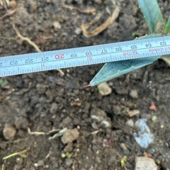 アガベ.アメリカーナの画像