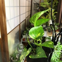 健康的なポトス 中型 黒鉢
の画像