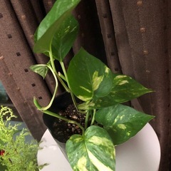 健康的なポトス 中型 黒鉢
の画像