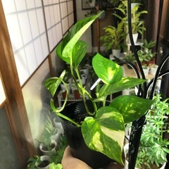 健康的なポトス 中型 黒鉢
の画像