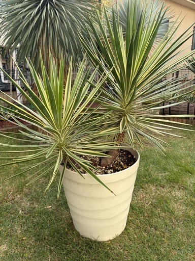 アロイフォリア斑入り　センジュラン　2株寄せ植え