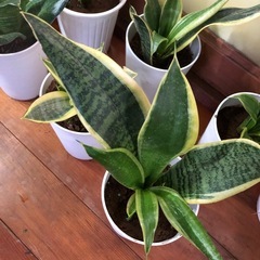サンスベリア 中型 白鉢の画像