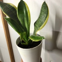 サンスベリア 中型 白鉢の画像