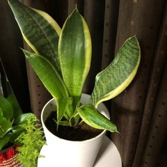 サンスベリア 中型 白鉢の画像