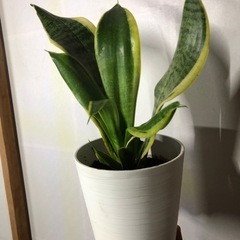 サンスベリア 中型 白鉢の画像