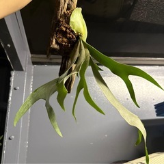 ビカクシダ ホワイトフォークの画像