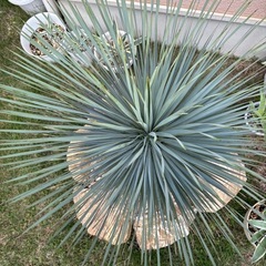 ユッカ　ロストラータ　アガベアメリカーナ子株おまけ付きの画像