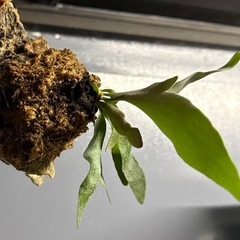 ビカクシダ　ベイチーの画像