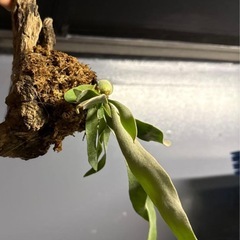 ビカクシダ　ベイチーの画像