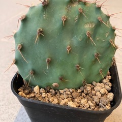 ガラパゴス・ウチワサボテンの画像