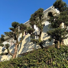 剪定の画像