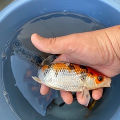 錦鯉　1匹500〜1000円の画像