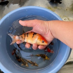 錦鯉　1匹500〜1000円の画像