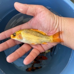 錦鯉　1匹500〜1000円の画像