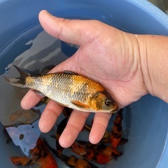 錦鯉　1匹500〜1000円の画像